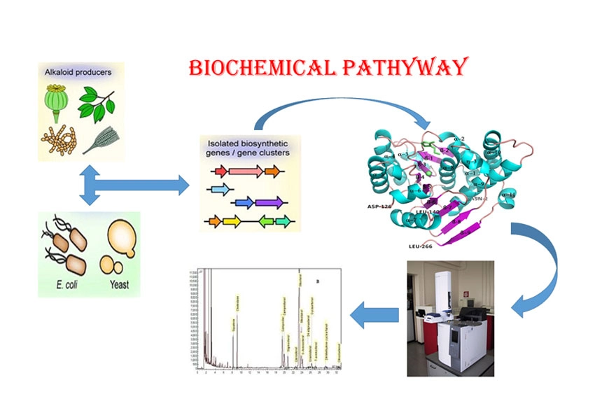 Natural Products and Medicinal Chemistry